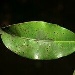 Iryanthera tessmannii Лист