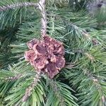 Pinus cembroides Агульны выгляд