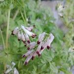 Fumaria capreolata Flower