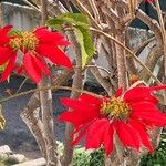 Euphorbia pulcherrima Flower