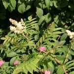 Sorbaria tomentosa Otro