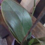 Phalaenopsis × singuliflora Лист