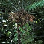 Cycas circinalis Кора