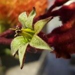 Anigozanthos flavidus Flower