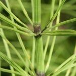 Equisetum × litorale Corteza