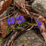 Dampiera stricta Fleur