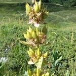 Gentiana luteaFlower