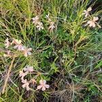 Pelargonium quinquelobatum Costuma