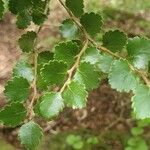 Nothofagus menziesii Leaf
