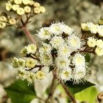 Ageratina adenophora Flower