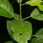 Siparuna thecaphora Leaf