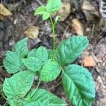 Rubus flagellaris Leaf