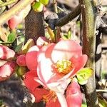 Chaenomeles speciosa花