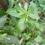 Epilobium roseum Flower