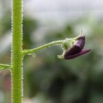 Verbascum phoeniceum Ŝelo