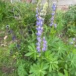 Lupinus succulentus Flower