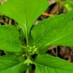 Melampodium costaricense Blomst