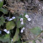 Hypoestes triflora Habitus