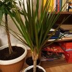 Dracaena reflexaLapas