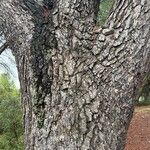 Pinus muricata പുറംതൊലി