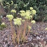 Petrosedum sediformeFlower