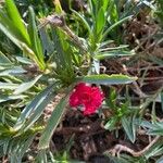 Dianthus caryophyllusFlor