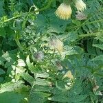 Cirsium erisithales Habit