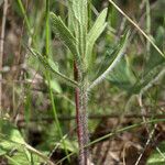 Ranunculus californicus Alkat (teljes növény)