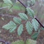 Rubus thibetanus Hoja
