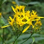 Senecio ovatusFlower