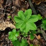 Alchemilla acutiloba Lapas