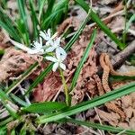 Scilla verna Flower