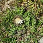 Carlina acaulis Habitus