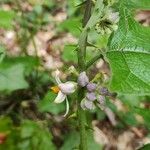 Solanum stramoniifolium Blüte