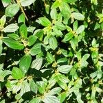 Euphorbia hirta Leaf