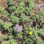 Hydrophyllum capitatum Flower