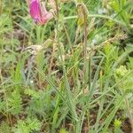 Lathyrus digitatus Flor