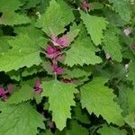 Chenopodium giganteum 葉