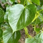 Tilia × euchlora Folla