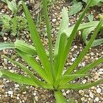 Eremurus himalaicus Leaf