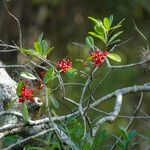 Ilex cassine Fruto