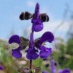 Salvia pratensis Flower