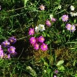 Primula vulgaris Hudson.Flower