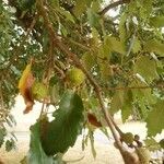 Quercus × crenata