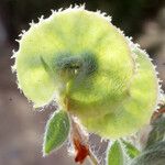 Anthyllis circinnata Fruit