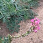 Onobrychis arenaria Blüte