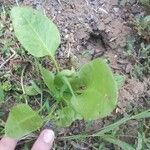 أنواع غير معروفةLeaf