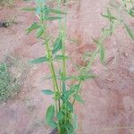 Atriplex patula Foglia