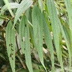 Boehmeria penduliflora ᱛᱟᱦᱮᱸ