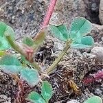 Trifolium campestre Folha